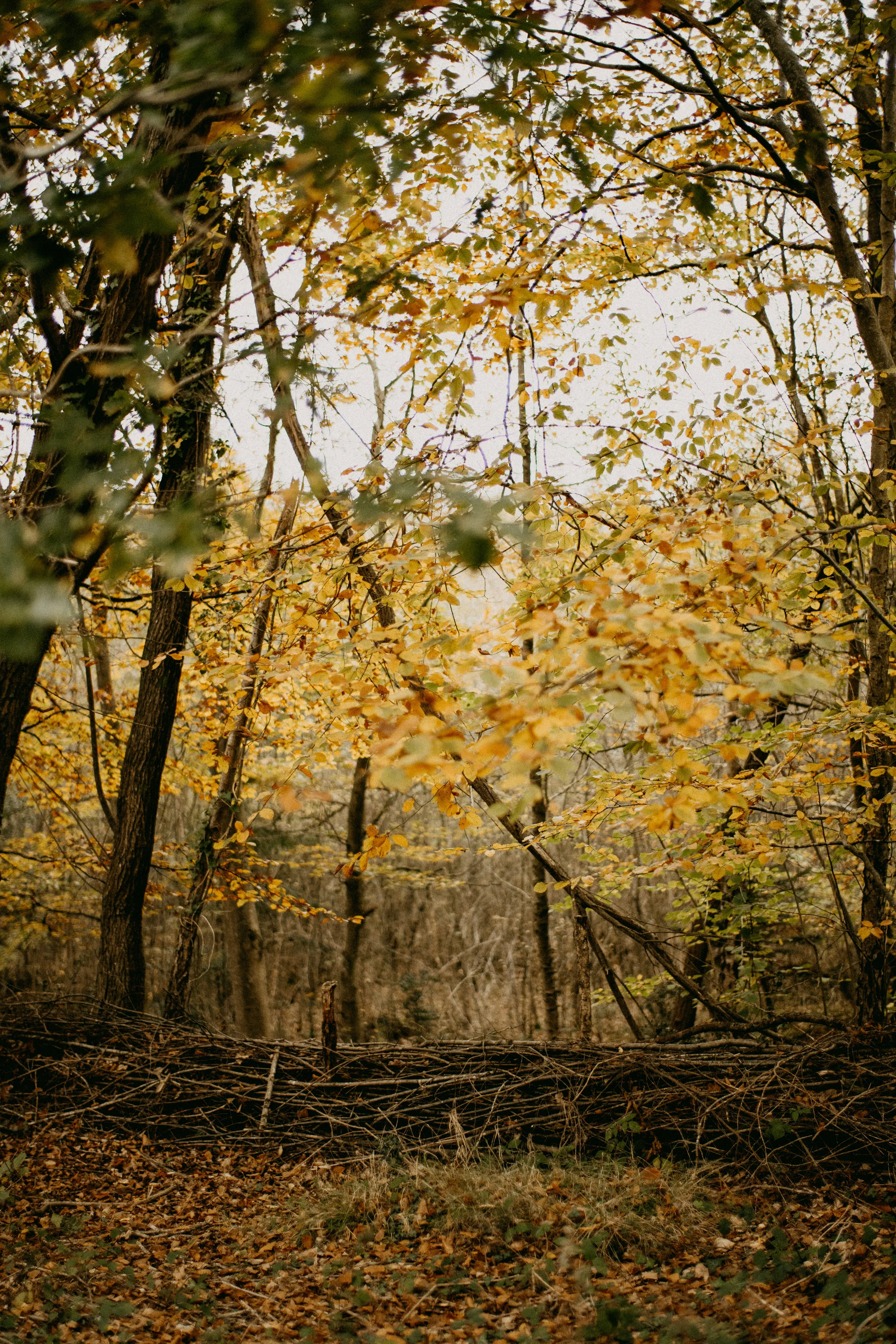 fall-1.webp