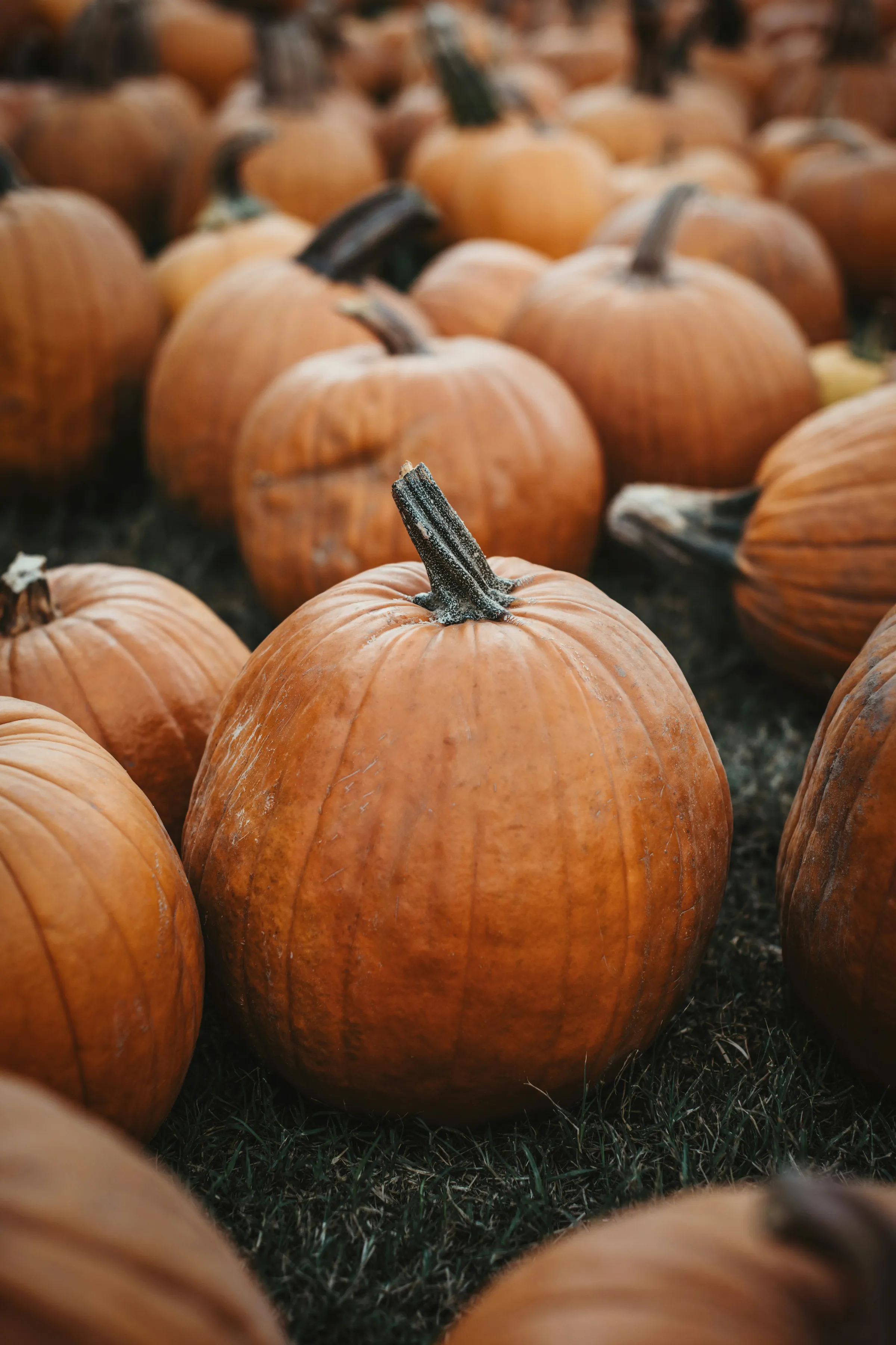 fall-6.webp
